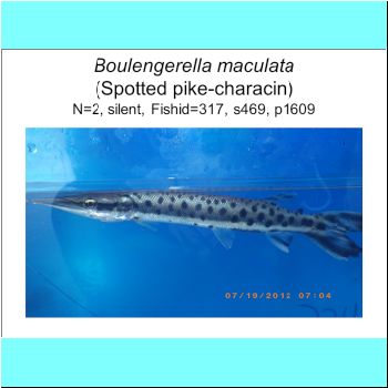 Boulengerella maculata.png